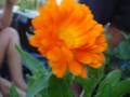 o real significado das Flores