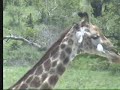 Giraffes at Nkorho Pan