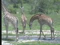 Giraffes at Nkorho Pan