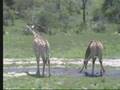 Giraffes at Nkorho Pan