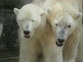 HowTo: making another couple of Twin Baby Polarbear