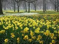 Seven Daffodils