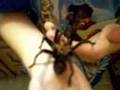 Texas Tarantula
