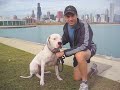 Chicago Dog Runner Chicago Dog Runner