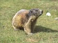 je-viens-dici-les-fatals-picards.html