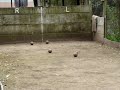 Bochaje extremo en el FIC - Parte 1 de 4