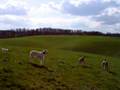 GALGO-HILFE unterwegs mit LISURA 1