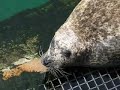 Sea lion Sea lion