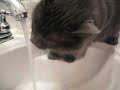 My cat drinking out of the sink...