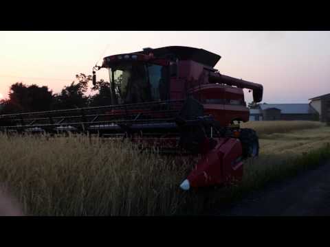 how to harvest rye grain