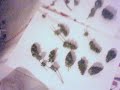 cogollos sarari mix cogollos sarari mix
