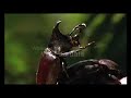 Bug Weightlifting: Strongest living species