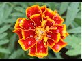 Rumo das Flores - Fl�via Wenceslau
