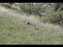 Wild coyote?
