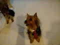 MIS 3 YORKYS