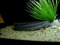 dragon-fish-feeding.html
