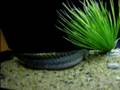 Dragon fish feeding