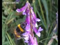 Bees help police close in on serial killers