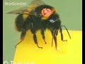 Bees help police close in on serial killers
