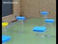 Bees help police close in on serial killers