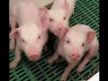 Reinhard Mey - Die würde des Schweins ist unantastbar Reinhard Mey - Die würde des Schweins ist unantastbar