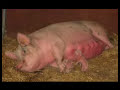 Reinhard Mey - Die würde des Schweins ist unantastbar Reinhard Mey - Die würde des Schweins ist unantastbar