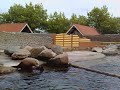 zeehond die jeuk aan ze neus heb
