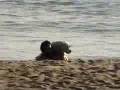 Bulldog Americano video