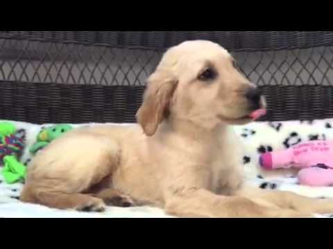 Pretty & Playful, Female Golden Retriever Puppy!
