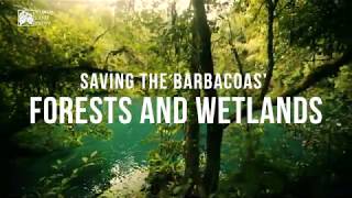 Saving the Barbacoas