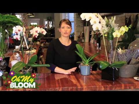 how to care for orchids at home