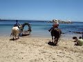 Caballos de mar Caballos de mar