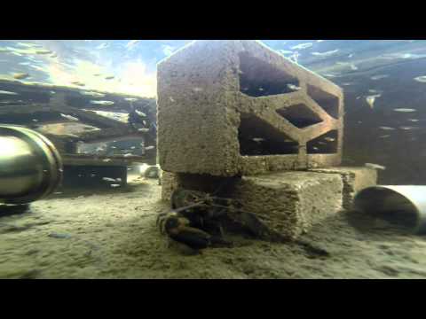 How We Add Freshwater Prawns Shrimp To Our Aquaponics System On