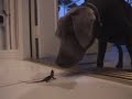 Puppy Vs. Raptor