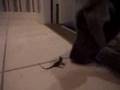 Puppy Vs. Raptor