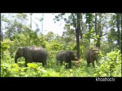 ngôi thứ và đẳng cấp trong thế giới động vật ngôi thứ và đẳng cấp trong thế giới động vật