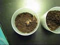 Acanthoscurria geniculata L4 vs. larwa muchy Acanthoscurria geniculata L4 vs. larwa muchy