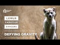 Madagascar's Dancing Lemurs