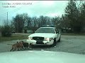 Видеоновость Собаки напали на полицейскую машину 