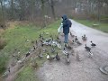 Enten fuettern.AVI