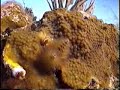 Scuba Diving in Cuba, Isla de La Juventud