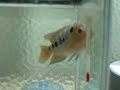 horn fish