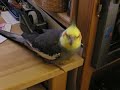 Spikey zingt mij toe