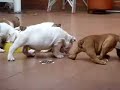 English Bulldog Puppies For Sale English Bulldog Breeder www.mauiexpokennel.com
