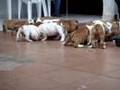 English-Bulldog-Pupp