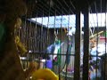 allison 1 786.avi