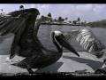 Airboat Rides