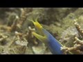 Wori Critters HD Bekijk video