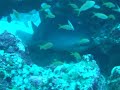Nurse Shark Front of.AVI Nurse Shark Front of.AVI