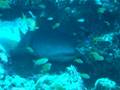 videos de Nurse Shark Front of.AVI